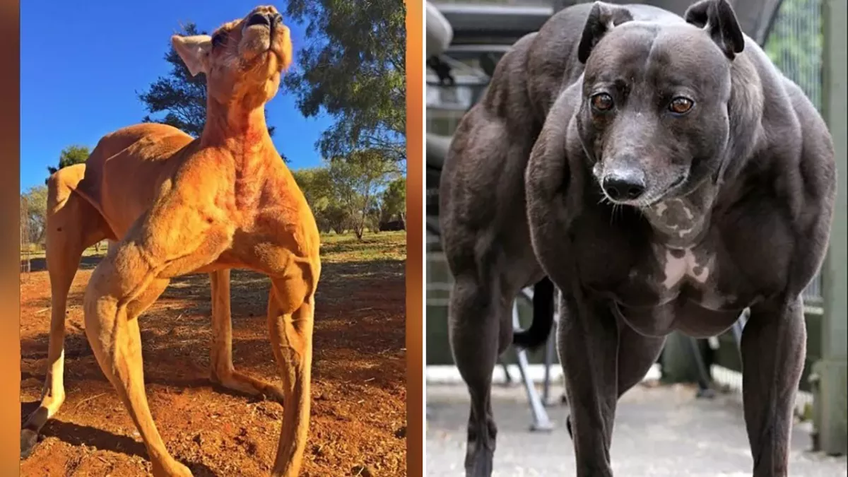 Animaux musclés