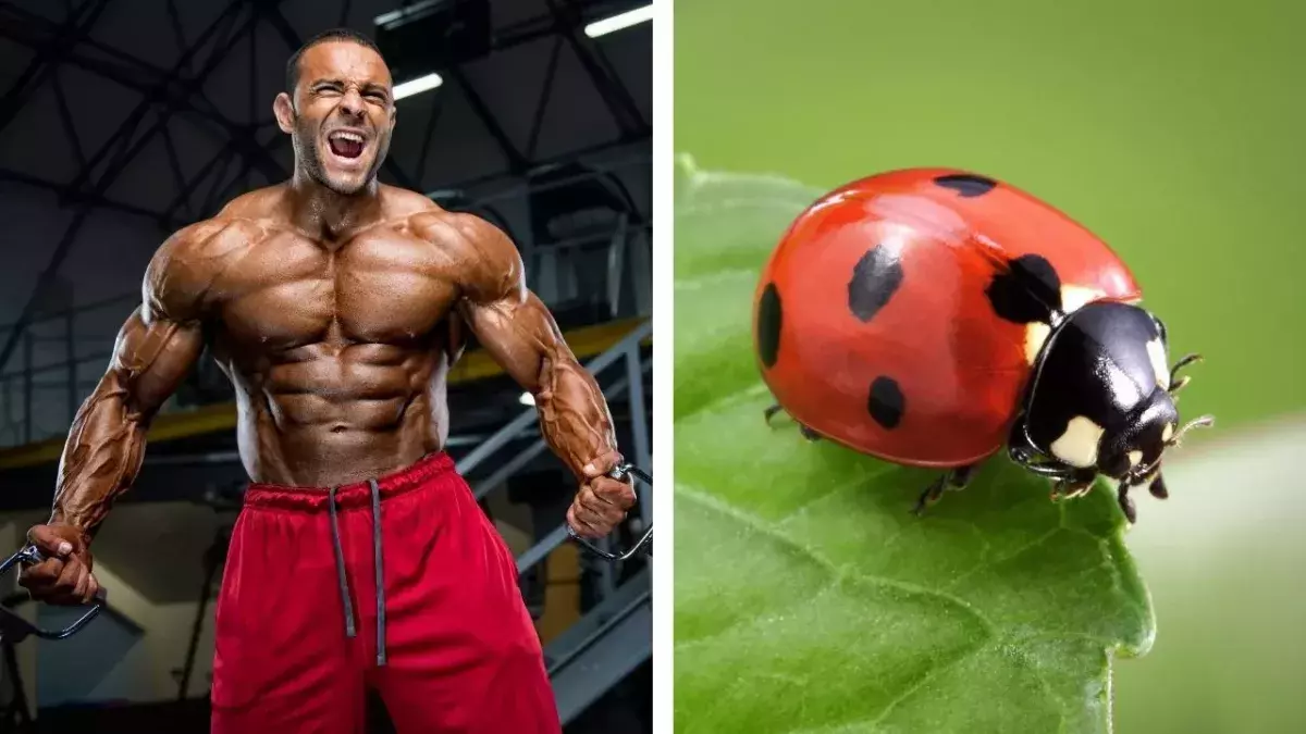 Mordu par une coccinelle, Reza Rezamand a frôlé la mort en 2016. 