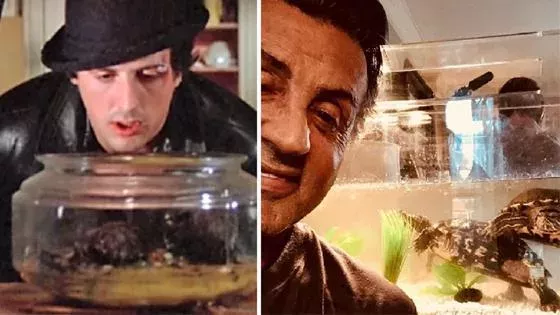 Stallone tortues