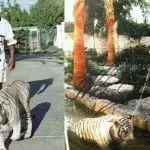Mike Tyson