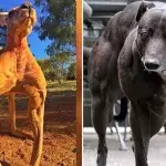 Animaux musclés