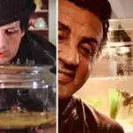 Stallone tortues