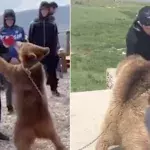 Khabib Nurmagomedov inquiété par une association de défense des animaux pour s'être battu contre des ours