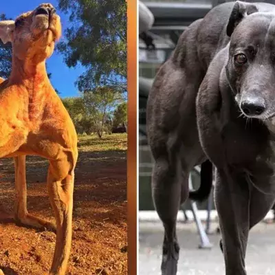 Animaux musclés