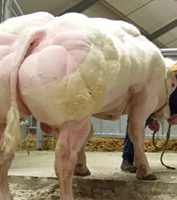 Des muscles partout chez ce boeuf.