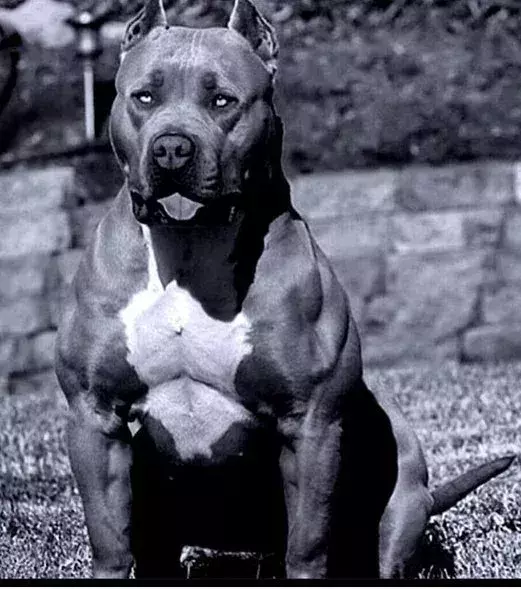 Les pitbulls sont connus pour être des chiens très véloces.