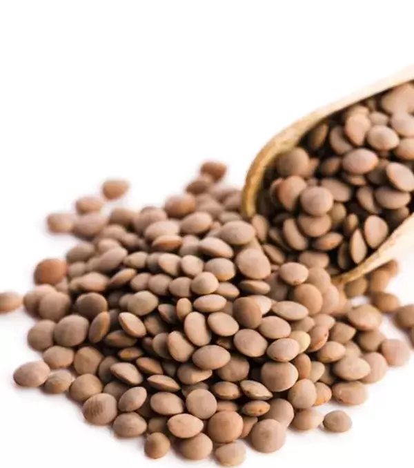 Les lentilles.