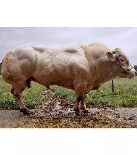 Un boeuf imposant.