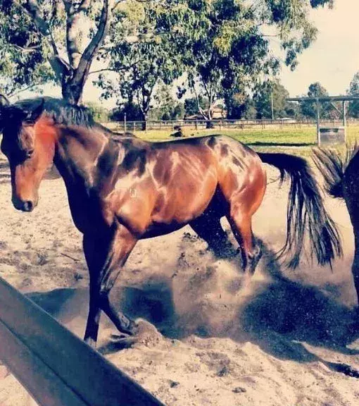 Un cheval musclé.