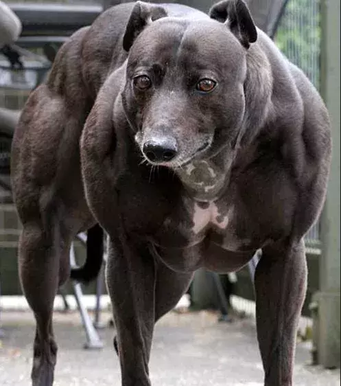 Voici Wendy, le chien le plus musclé du monde.