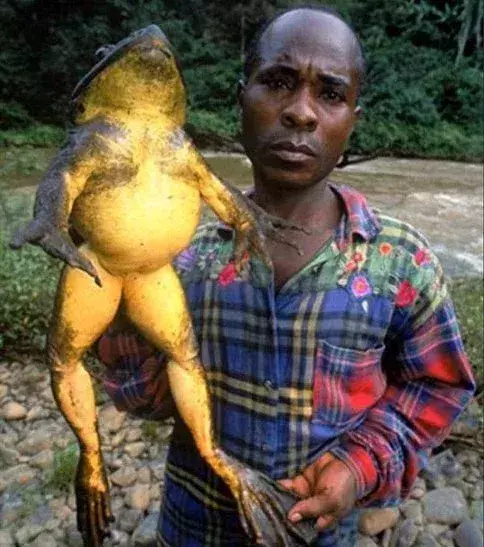 Vous n'avez jamais vu une grenouille aussi énorme.
